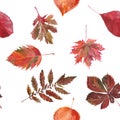 Watercolor seamless background leafs. Autumn. White and red Royalty Free Stock Photo