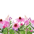 Watercolor seamless border, field wild flowers and herbs