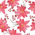 Watercolor seamless hand drawn pattern with pink red poinsettia flower, Christmas star plant conifer pine spruce Royalty Free Stock Photo