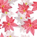 Watercolor seamless hand drawn pattern with pink red poinsettia flower, Christmas star plant conifer pine spruce Royalty Free Stock Photo