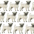 Watercolor seamless hand drawn pattern with pugs dogs breed isolated on white background. Funny cute cartoon pet animals