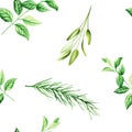 Watercolor seamless pattern with aromatic herbs. Illustrations of fresh rosemary, mint, sage isolated on background