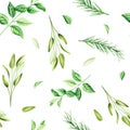 Watercolor seamless pattern with aromatic herbs. Illustrations of fresh rosemary, mint, sage isolated on background