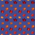 Watercolor seamless pattern with autumn red and yellow maple foliage on blue background. Royalty Free Stock Photo