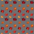 Watercolor seamless pattern with autumn red and yellow maple foliage on gray background. Royalty Free Stock Photo
