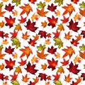 Watercolor seamless pattern with autumn red and yellow maple foliage on white background. Royalty Free Stock Photo