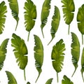 Watercolor seamless pattern banana leaves vegetation. Green leaf leaves lush tropical exotic foliage deleicate elegant Royalty Free Stock Photo