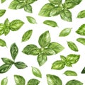 Watercolor seamless pattern basil herb isolated on white background.