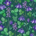 Watercolor seamless pattern with blue aquilegia spring flowers. Royalty Free Stock Photo