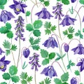 Watercolor seamless pattern with blue aquilegia spring flowers. Royalty Free Stock Photo