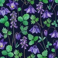 Watercolor seamless pattern with blue aquilegia spring flowers. Royalty Free Stock Photo