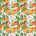 Watercolor seamless pattern of branch with apricot, green leaves isolated on white. Painting fruit tree, fruitage hand