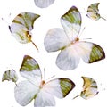 Watercolor seamless pattern butterflies