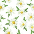 Watercolor seamless pattern with chamomile flowers and leaves isolated on white background. cute print with wildflowers, simple pa Royalty Free Stock Photo