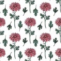 Watercolor seamless pattern with chrysanthemum flowers. Objects isolated on white background. Royalty Free Stock Photo