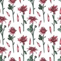 Watercolor seamless pattern with chrysanthemum flowers. Objects isolated on white background. Hand-drawn illustrations Royalty Free Stock Photo