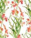 Watercolor seamless pattern. Crocosmia flowers in bloom. Colourful tropical floral design isolated on white. Botanical