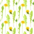 Watercolor seamless pattern of dandelions, spring and summer wild flowers, romantic background for wedding cards and invitations Royalty Free Stock Photo