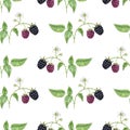 watercolor seamless pattern with drawing branch of blackberry Royalty Free Stock Photo