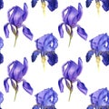 watercolor seamless pattern with drawing flowers of blue iris Royalty Free Stock Photo