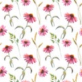 Watercolor seamless pattern with echinacea flowers and field herbs, drawing by watercolor, hand drawn floral Royalty Free Stock Photo