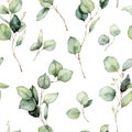 Watercolor seamless pattern of eucalyptus branches, seeds and leaves. Hand painted tropical plants isolated on white Royalty Free Stock Photo