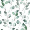 Watercolor seamless pattern with eucalyptus leaves. green tropical eucalyptus leaves on white background Royalty Free Stock Photo