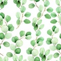 Watercolor seamless pattern with eucalyptus leaves on a white background. vintage drawing, green leaves of eucalyptus tropical pla Royalty Free Stock Photo