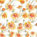 Watercolor seamless pattern from gaillardia flowers.