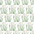 Watercolor seamless pattern with the image of the bluegrass meadow plant