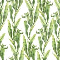 Watercolor seamless pattern with laminaria. Hand painted underwater floral illustration with algae leaves branch