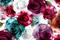 Watercolor seamless pattern with multicolored roses on white background Royalty Free Stock Photo