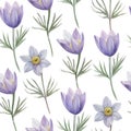 Watercolor seamless pattern with pasque spring flowers. Royalty Free Stock Photo