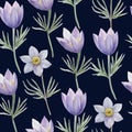 Watercolor seamless pattern with pasque spring flowers. Royalty Free Stock Photo