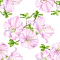 Watercolor seamless pattern with pink Rhododendron flower and leaves. Hand drawn botanical illustration of azalea isolated on Royalty Free Stock Photo