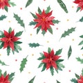 Watercolor seamless pattern with poinsettia flowers and leaves of holly on white. Royalty Free Stock Photo
