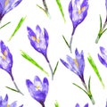 Watercolor seamless pattern with purple crocus flower and green