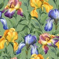 Watercolor seamless pattern with purple, yellow and blue iris flower and green leaves Royalty Free Stock Photo