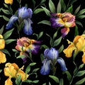 Watercolor seamless pattern with purple, yellow and blue iris flower and green leaves Royalty Free Stock Photo