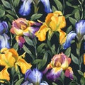 Watercolor seamless pattern with purple, yellow and blue iris flower and green leaves Royalty Free Stock Photo