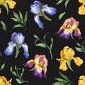 Watercolor seamless pattern with purple, yellow and blue iris flower and green leaves Royalty Free Stock Photo