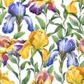 Watercolor seamless pattern with purple, yellow and blue iris flower and green leaves Royalty Free Stock Photo