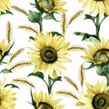 Watercolor seamless pattern with sunflower flowers and wheat stripes. rustic print on the theme of summer, autumn, harvest, farmin Royalty Free Stock Photo