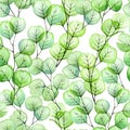 Watercolor seamless pattern with transparent eucalyptus leaves. green tropical eucalyptus leaves on a white background. modern wat Royalty Free Stock Photo