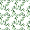 Watercolor seamless pattern with various aromatic plants Royalty Free Stock Photo