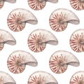 Watercolor seamless pattern with vintage nautilus shells isolated on white background. Marine collection.