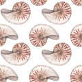 Watercolor seamless pattern with vintage nautilus shells isolated on white background. Marine collection.