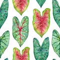 Watercolor seamless pattern witn green leaves Caladium. Hand drawn illustration on white background.
