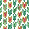 Watercolor seamless pattern witn green leaves Caladium. Hand drawn illustration on white background.