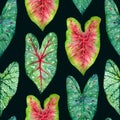 Watercolor seamless pattern witn green leaves Caladium. Hand drawn illustration on dark background.